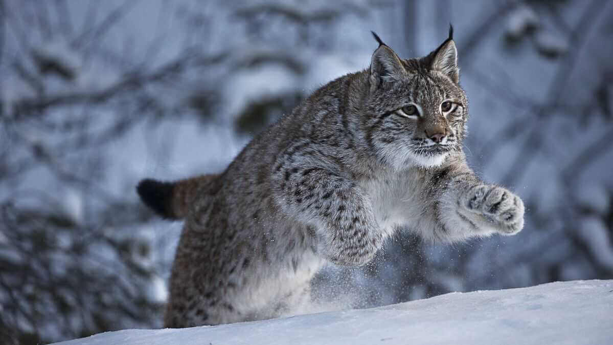 На Могилевщине охотник  «случайно» убил краснокнижную рысь, но не забрал — во сколько обошлась?