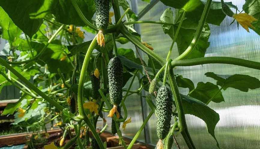 В Могилёвском районе в феврале уже собирают огурцы