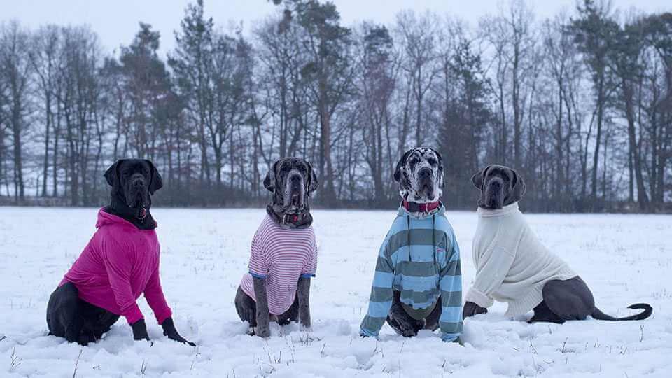 Могилевчанин пожаловался в Threads на владельцев собак, которые не убирают за питомцами