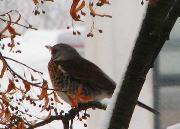 Прогноз погоды в Могилеве 1 февраля, воскресенье: гололедица и мороз