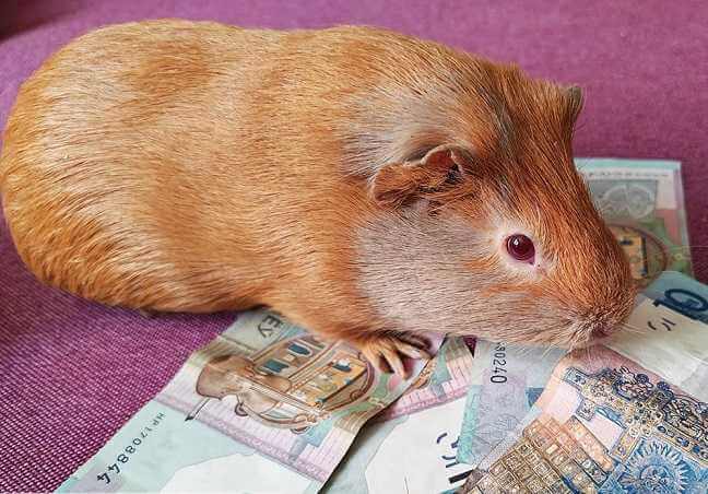 Многодетная мать из Могилева уговорила коллегу набрать для нее кредитов, а потом бросила детей и уехала из Беларуси