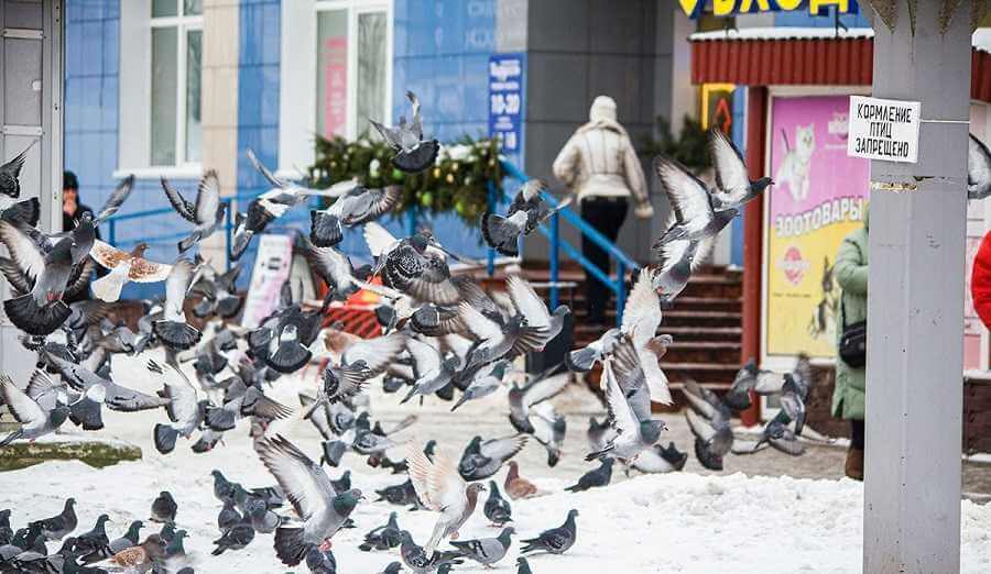 В Могилевском Заднепровье «запретили» кормить птиц