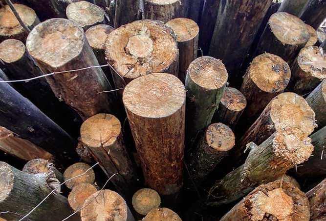 На Могилевщине организация разрабатывала песчаный карьер, а заодно «разжилась» древесиной