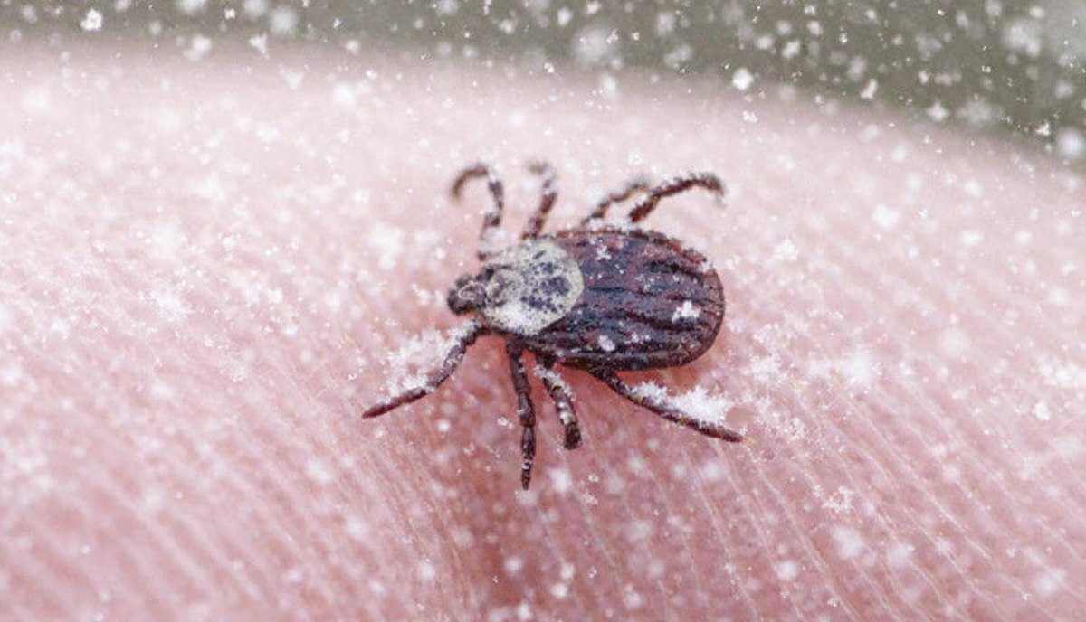 В январе двух белорусов покусали клещи, один случай — на Могилевщине