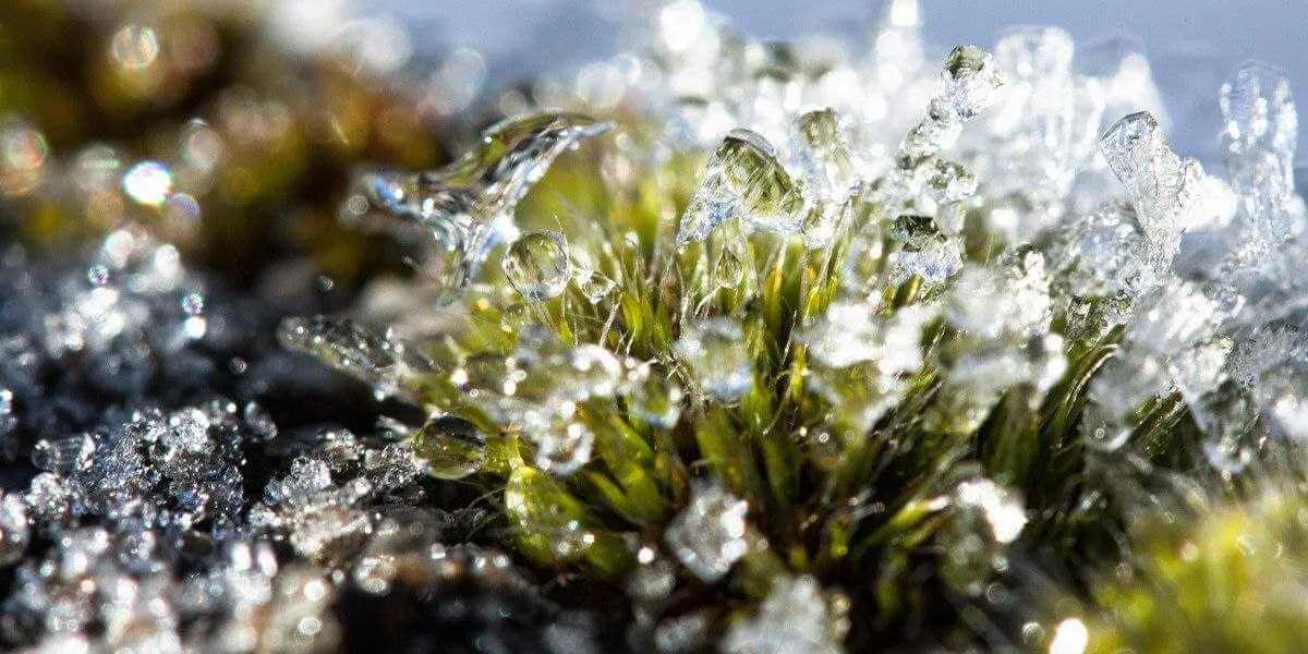 Первый весенний аккорд: на выходных в Могилеве будет без осадков и до +7°С