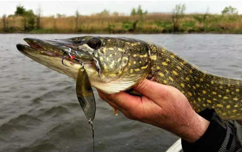 С 1 марта в Могилёвской области введут запрет на ловлю щуки