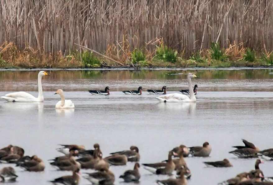 Могилевчан приглашают на музейное занятие «Птицы Беларуси»