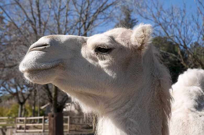 В могилевском зоосаде поселился белоснежный двугорбый верблюд