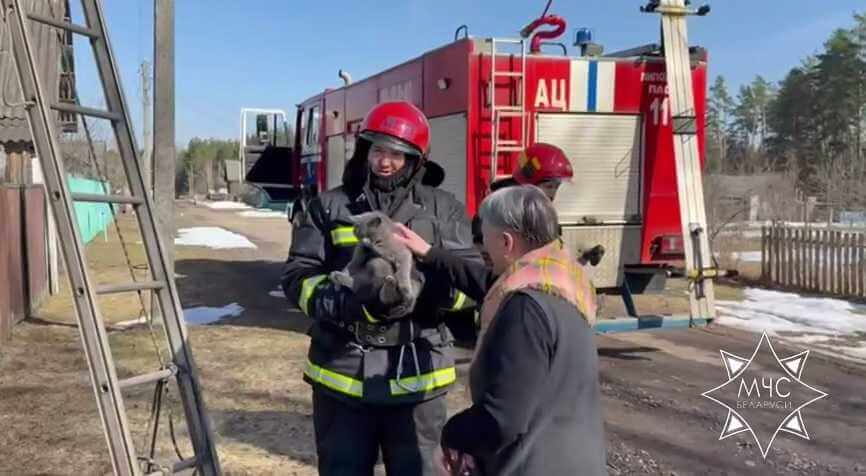 В Могилевской области спасатели пришли на помощь коту, застрявшему на дереве