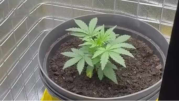 Могилевчанин оборудовал в своей квартире тайную оранжерею по выращиванию конопли