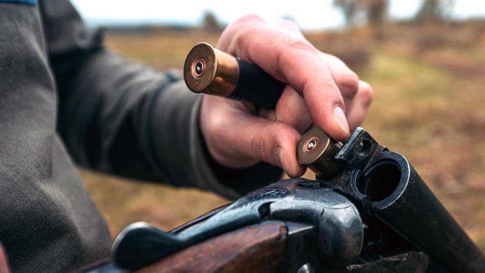 На Могилевщине мужчина незаконно убил косулю - во что это обошлось?