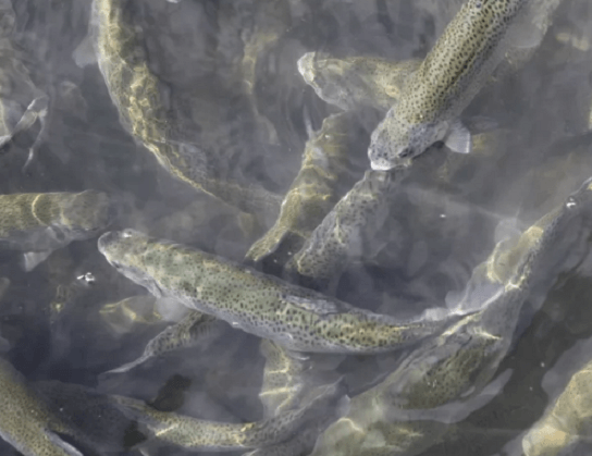На Могилевщине начали выращивать форель — обещают производить до 2 тысяч тонн красной рыбы в год