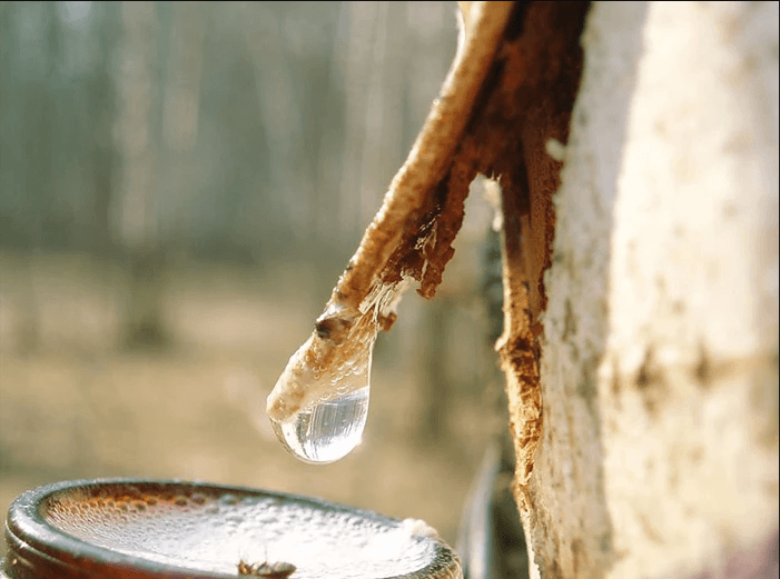 Могилевский лесхоз с 25 марта начал реализацию березового сока