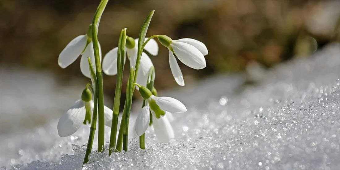 Порадует ли погода на 8 Марта могилевчан – рассказали в облгидромете