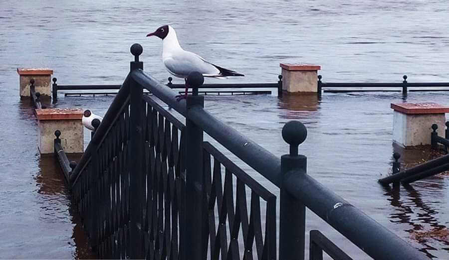 Белгидромет дал свежие данные по паводку — Могилевщине доставят неприятности Сож и Днепр