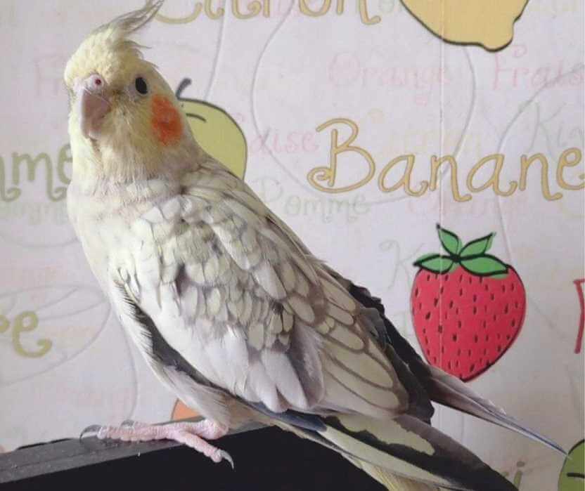 В центре Могилева летает нимфовый попугайчик — ловите!