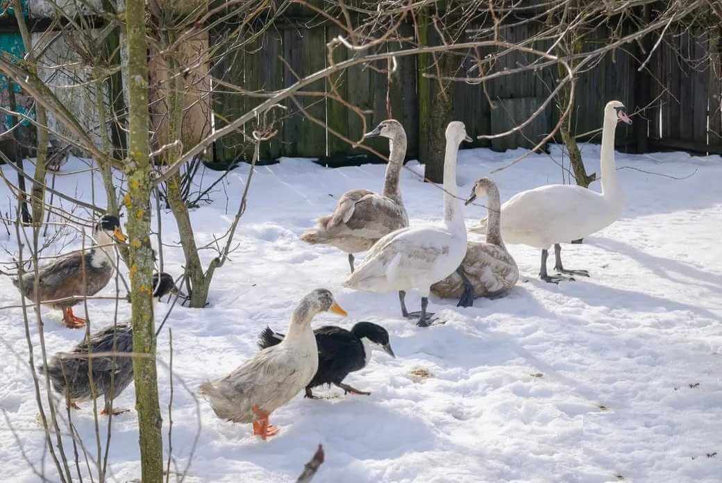 В Могилевской области семья приютила у себя на подворье пятерых лебедей