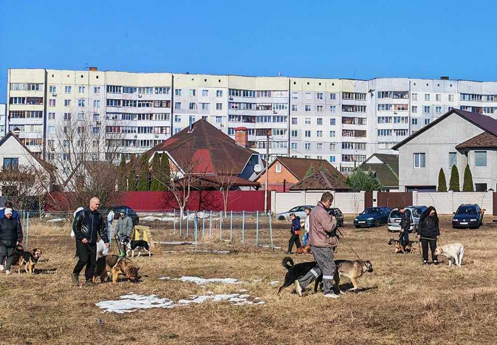 В налоговой Могилева рассказали, кому разрешено не платить за содержание собак