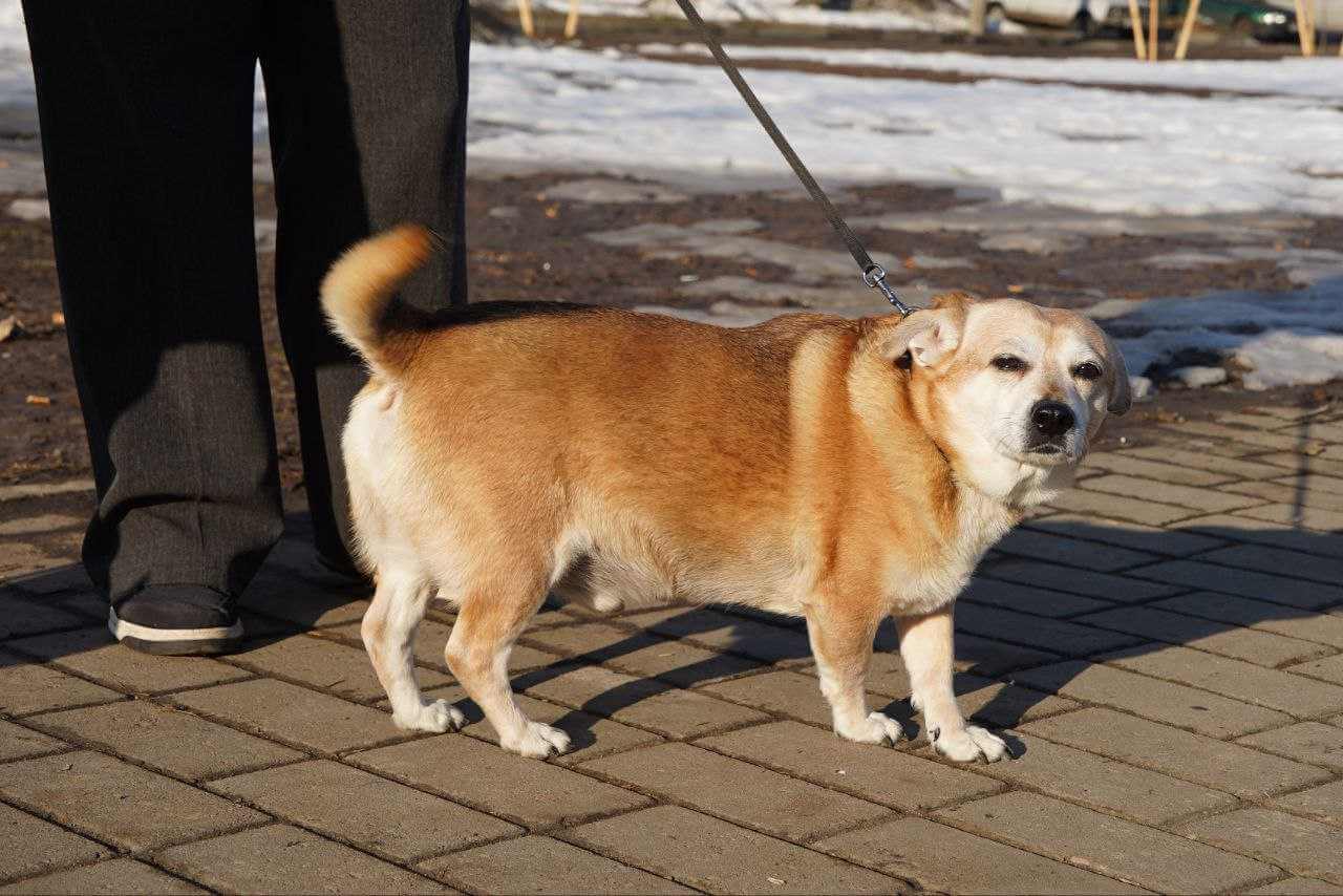 В Могилеве владельцев собак информируют о необходимости регистрации питомцев