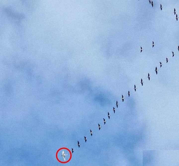 В одном из районов Могилевской области заметили необычного попутчика в стае птиц