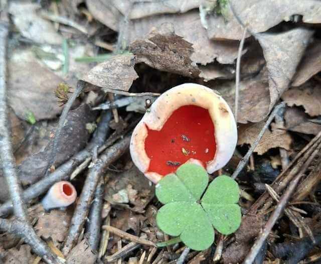 В Могилеве и под Бобруйском нашли первые весенние грибы