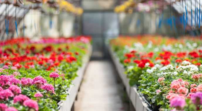 Более 1 миллиона цветов украсят Могилев в этом году