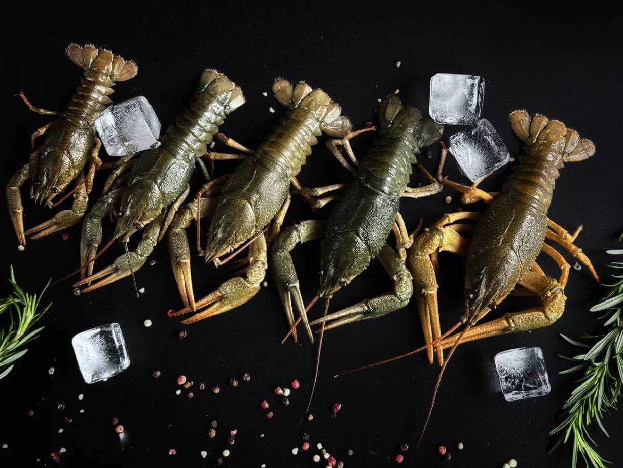 Красное золото реки: почему вареные раки — это суперфуд, и как их есть, чтобы не прослыть дилетантом