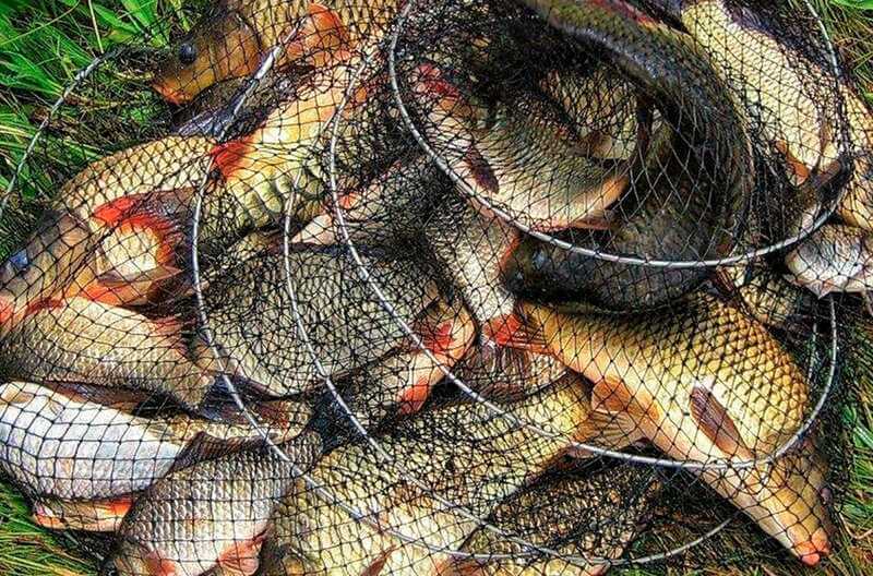 Могилевчанин «нарыбачил» почти на 12 000 рублей