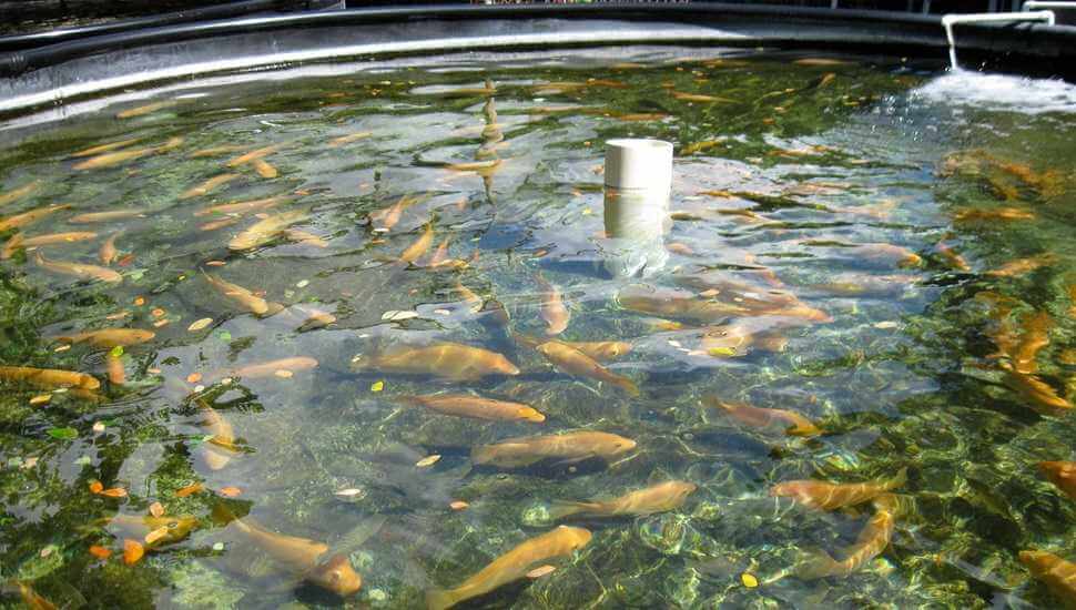 В Могилёвской области планируют создать рыбный холдинг