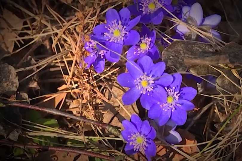 Прогноз погоды в Могилеве 17 апреля, пятница