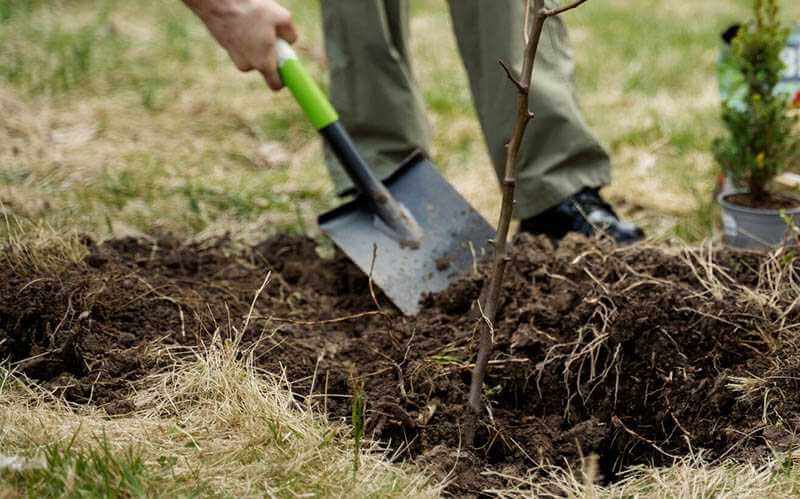 Сегодня Могилев активно присоединился к республиканскому субботнику