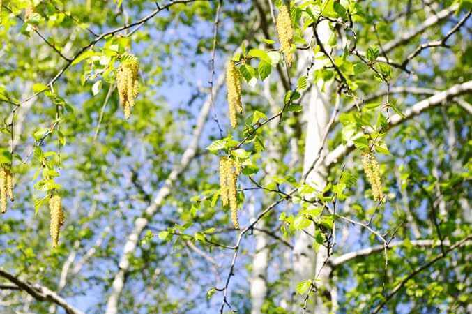 Синоптик рассказал о погоде на Могилевщине на предстоящей неделе