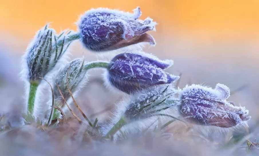 Сегодня ночью и до следующей недели в Могилеве — заморозки