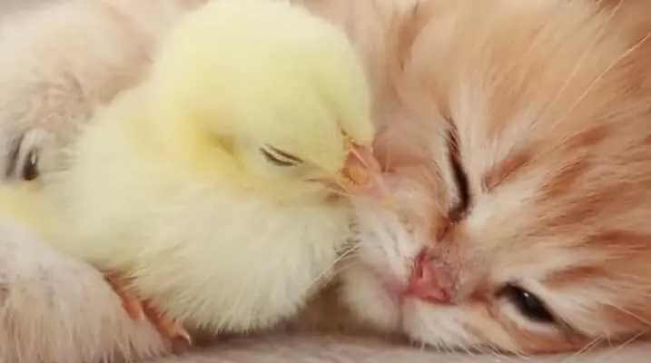 Супер-мама: на Могилевщине кошка выращивает 90 цыплят