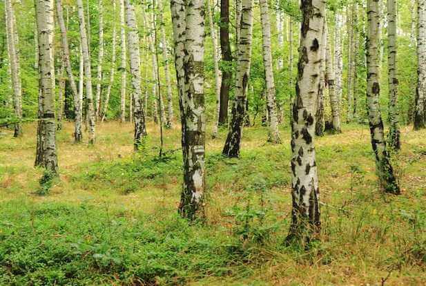 В Могилевской области ввели запреты на посещения лесов