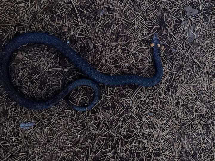 В Могилеве в Печерском лесопарке проснулись змеи