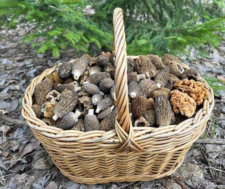 На Могилевщине нарастает грибной бум сморчковых