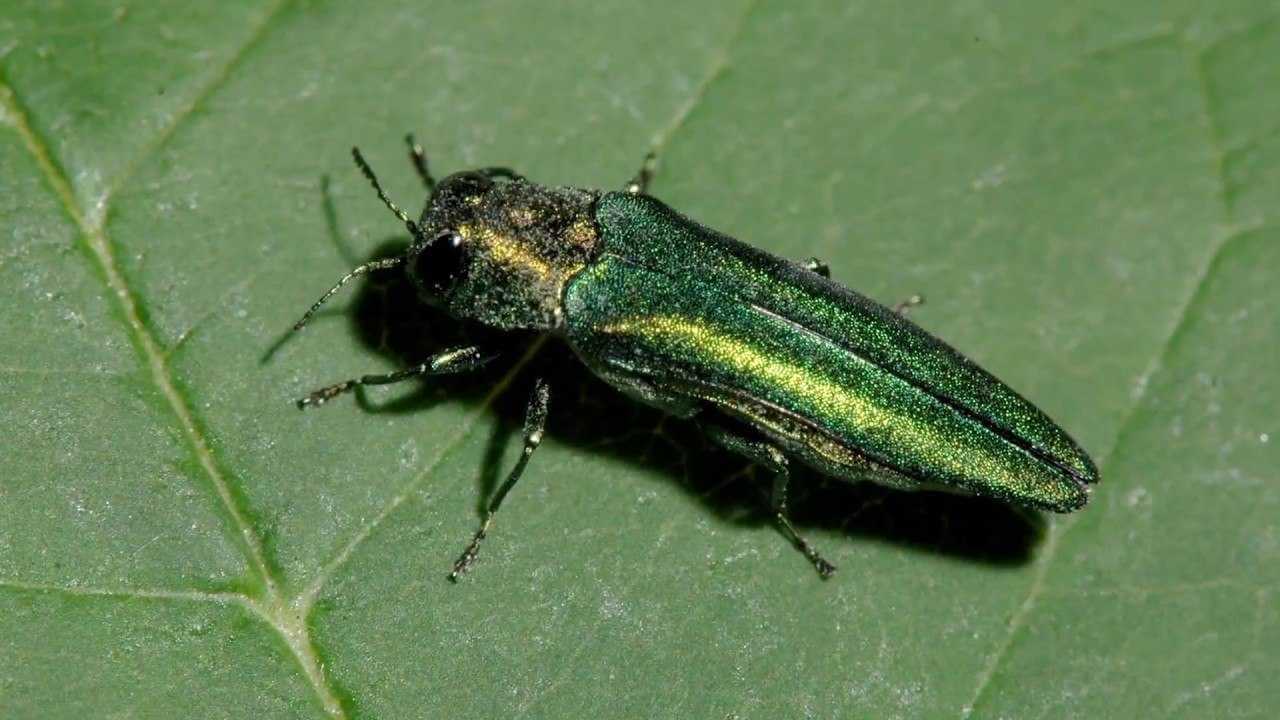 Могилевчан призывают быть бдительными - инвазивный жук все ближе