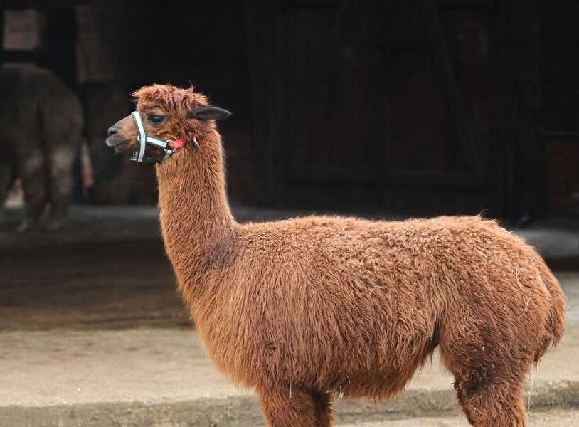 В Могилевском зоосаде 1 мая откроется контактный вольер