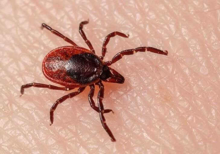 Более 40 человек пострадали от укусов клещей с начала года в Могилевской области