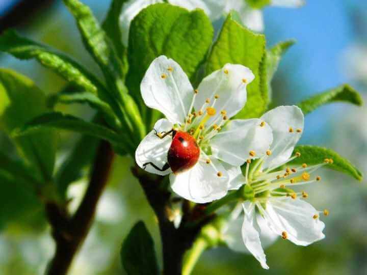 Следующие длинные выходные в Могилеве буквально «на носу»