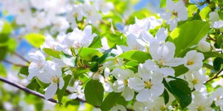 Стала известна программа праздничных мероприятий в Могилеве, посвященных 1 Мая