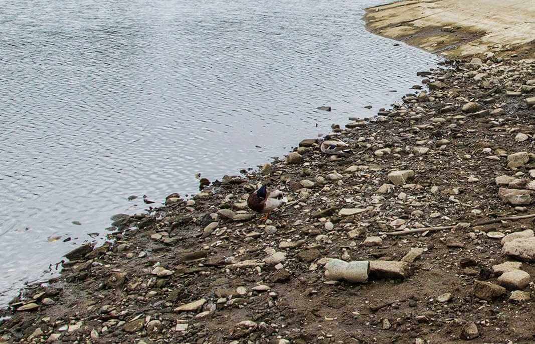 В Печерском озере в Могилеве сливают воду — а как же купаться?