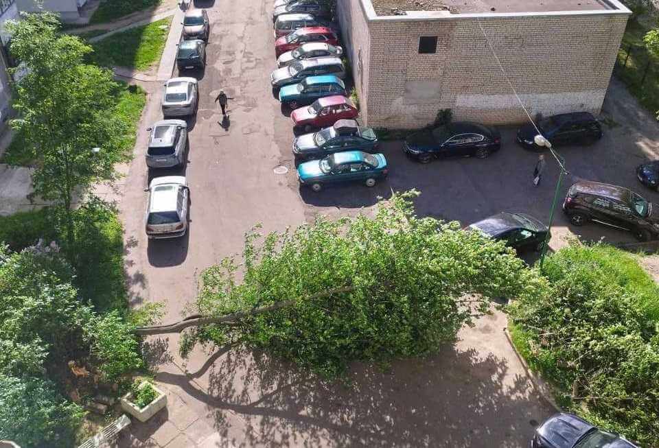 В МЧС рассказали про последствия сильного ветра на Могилевщине