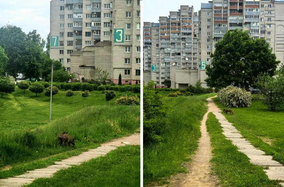 Жители Могилева столкнулись с дикими животными в черте города