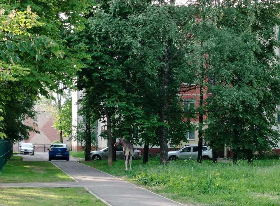 В Могилеве на Якубовского гулял лось