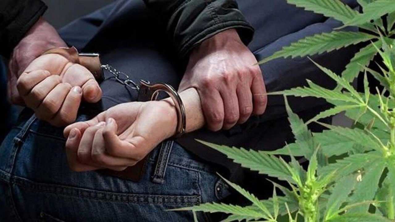 Могилевчанин почти 20 лет выращивал коноплю у себя в шкафу