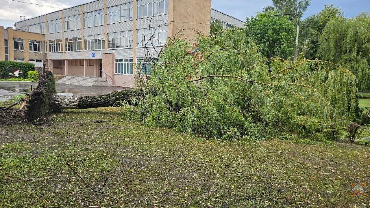 На Могилевщине внезапно разбушевалась непогода — упало 122 дерева, повреждено 12 автомобилей