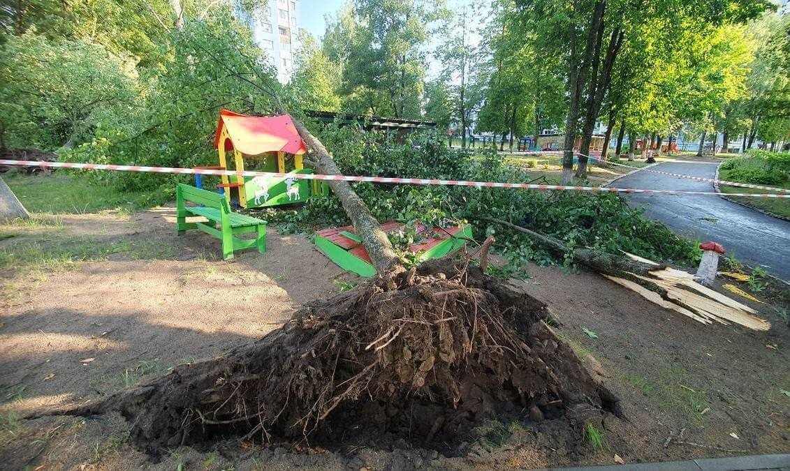 Могилевщину накрыло непогодой: деревья упали на дороги, машины и даже на пятиэтажку