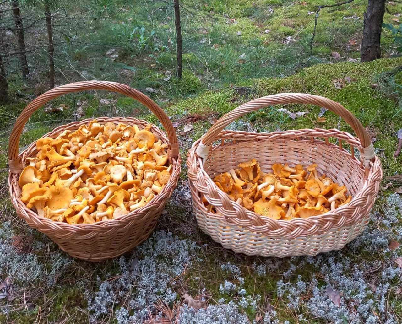Где на Могилевщине собирают грибы полными ведрами?